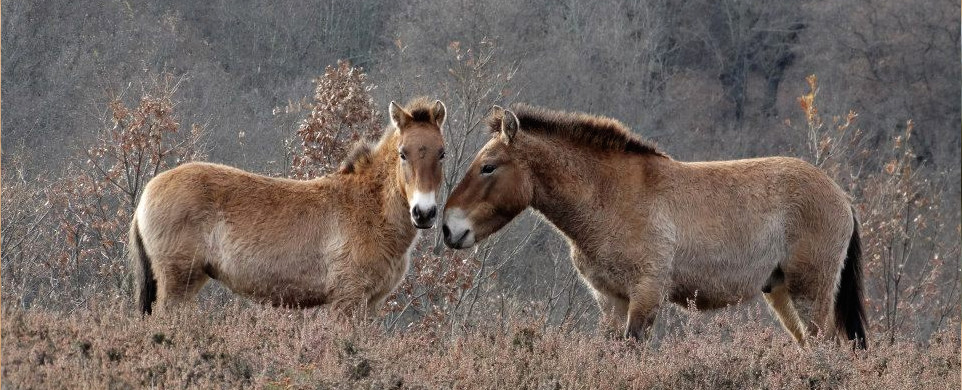 atapuerca_zaldiak_962x390